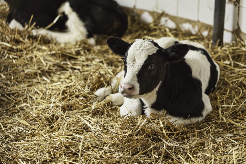 CRISPR technology used to develop Tuberculosis-resistant cows