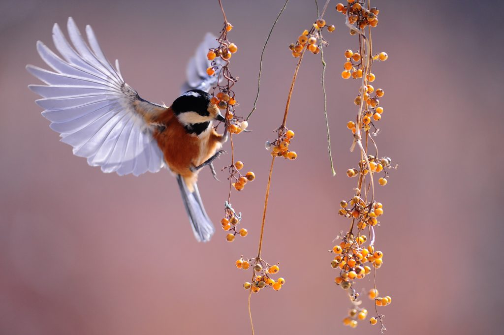 Stanfords new method for recording bird flight in 3D shows how birds deform their wings
