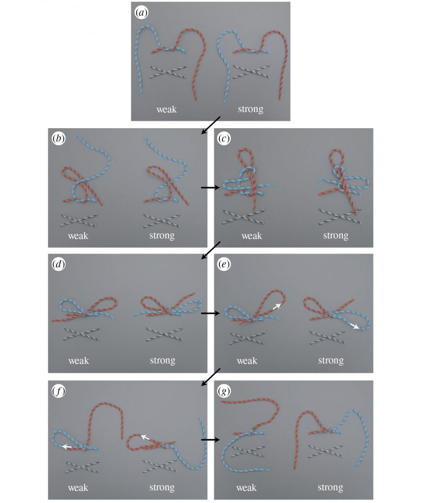 Engineers untangle the problem of loose shoelaces 1 Engineers untangle the problem of loose shoelaces Engineering News