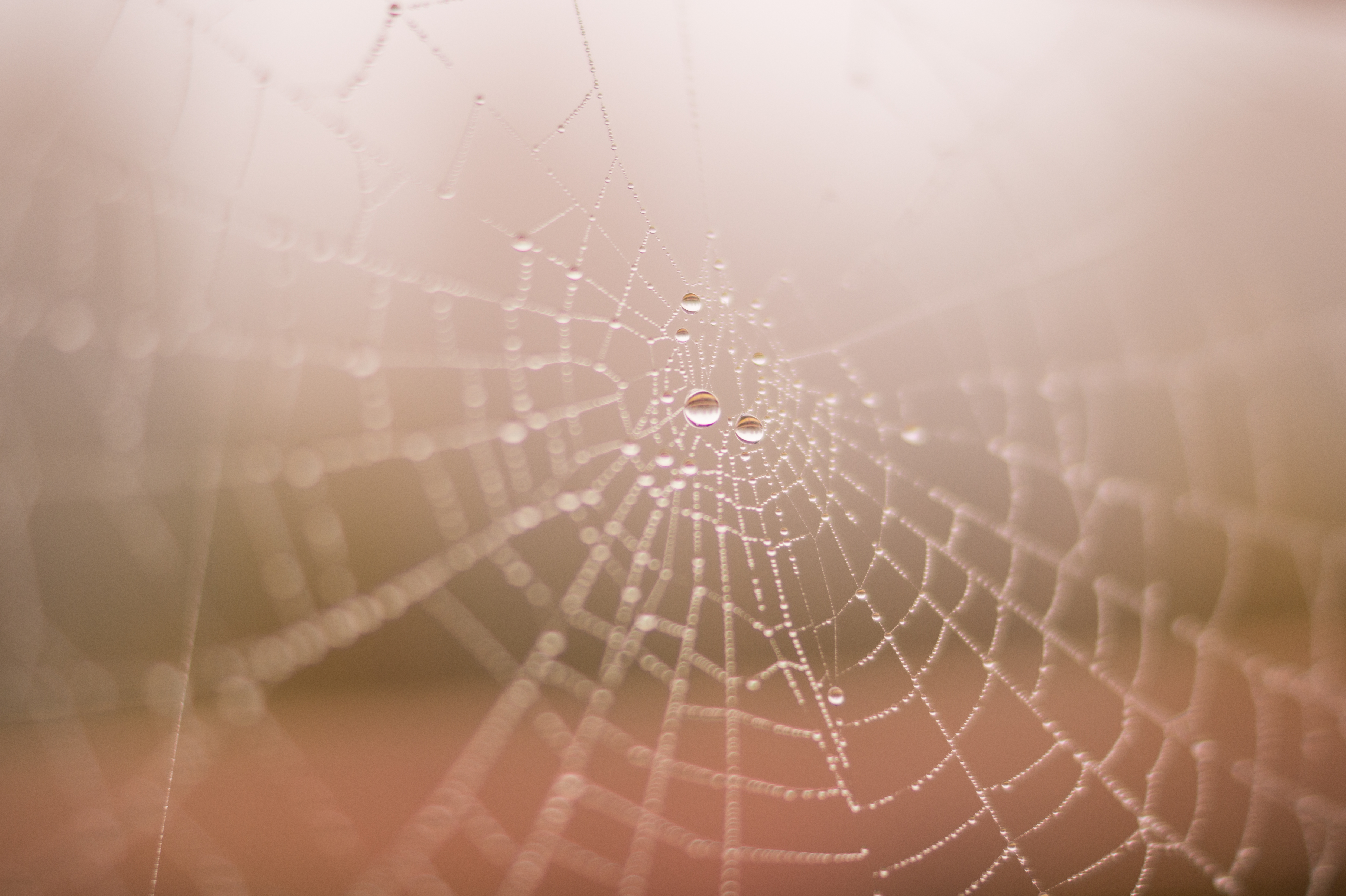 Artificial Spider Silk: Stronger Than Steel and 98 Percent Water