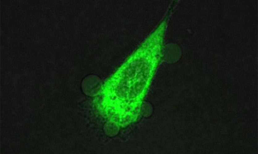 Nanomachines engineered to drill into cancer cells killing them in just 60 seconds