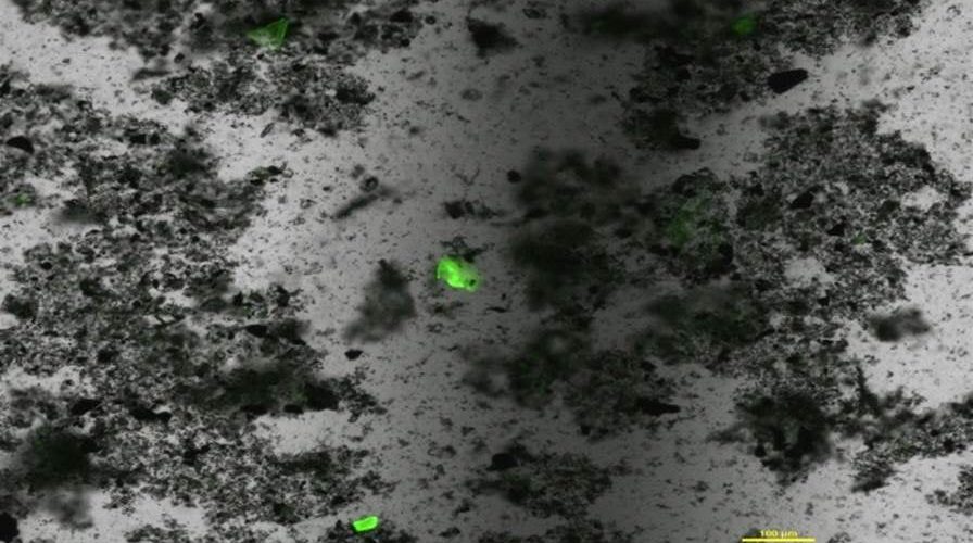 University of Warwick creates Fluorescent dye to highlight 99% of hidden ocean micro-plastics