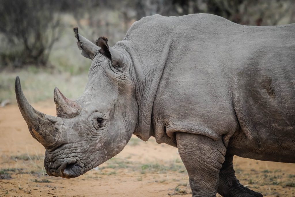 Pembient believes Biotech can Save the Rhino.