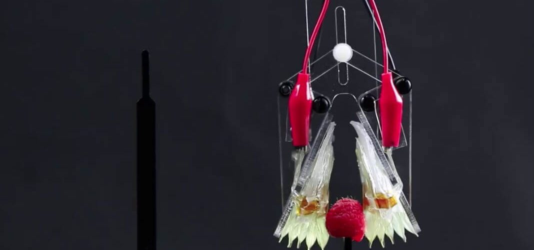 Inexpensive Soft Robot “Muscle” Can Lift 200 Times Its Own Weight