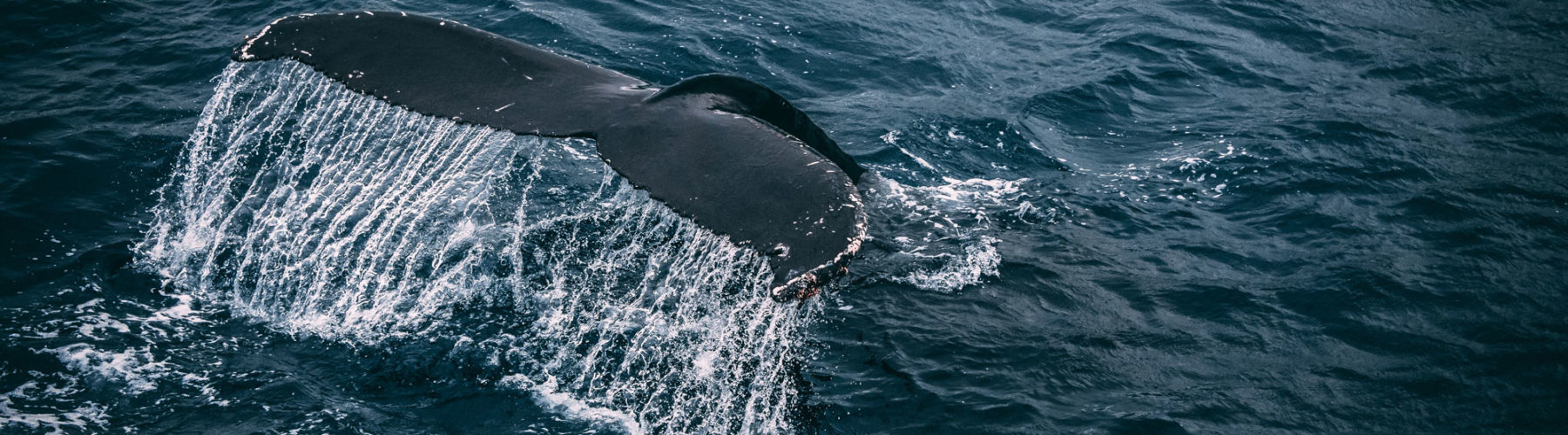 Drones help free whales from ocean debris