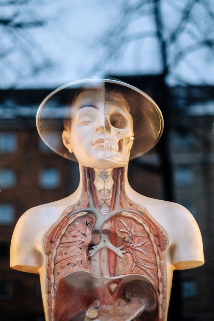 Bioengineered Lungs Grown in a Lab Transplanted Into Pigs