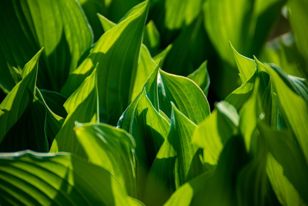 Artificial Photosynthesis Given a Boost as Engineers Wake Dormant Enzymes