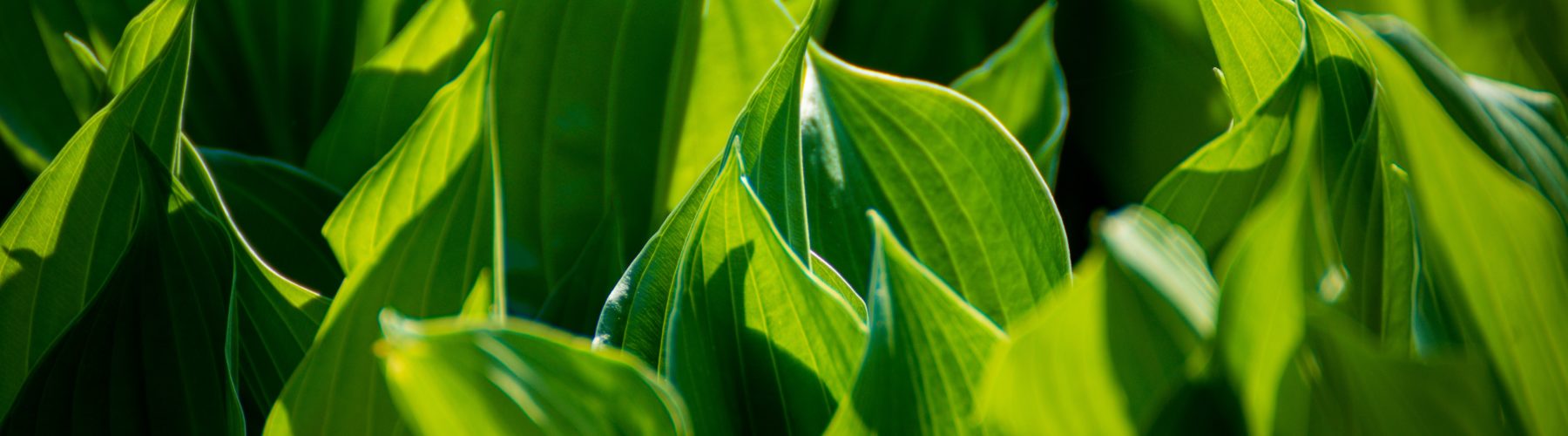Artificial Photosynthesis Given a Boost as Engineers Wake Dormant Enzymes