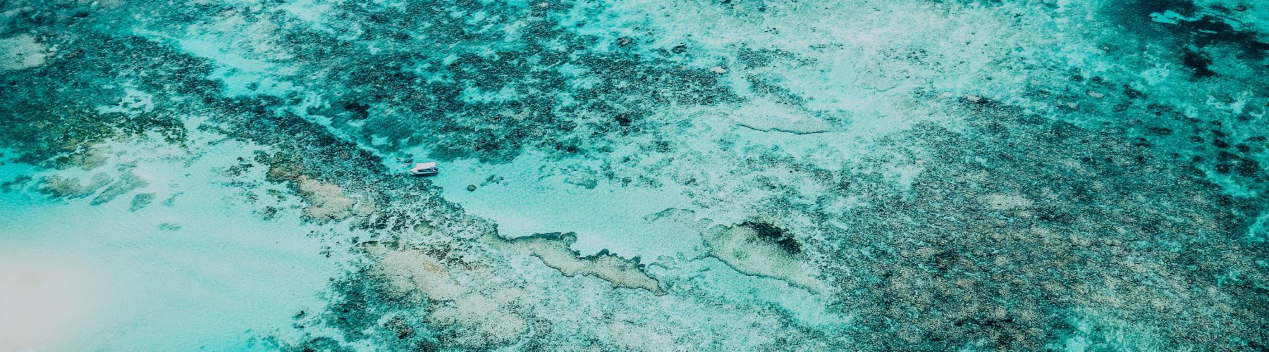 Could we regrow the Great Barrier Reef with electricity?