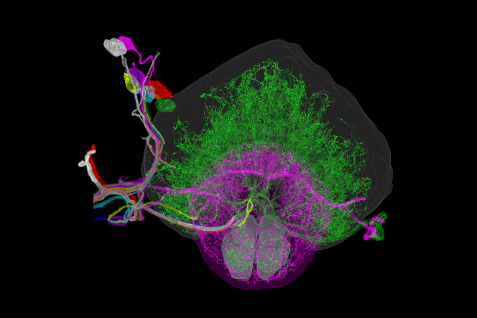 New 3-D imaging technique reveals stunning images of the brain at work 4 New 3-D imaging technique reveals stunning images of the brain at work Manufacturing