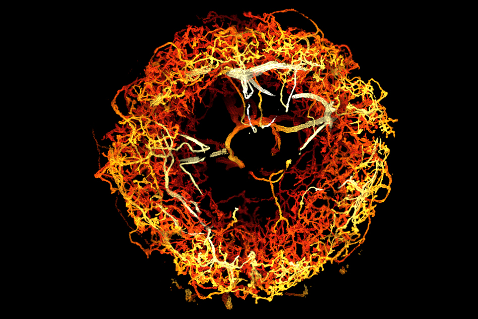New 3-D imaging technique reveals stunning images of the brain at work 2 New 3-D imaging technique reveals stunning images of the brain at work Manufacturing