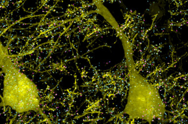 engineering careers Cryogenic Neuromorphic Chip Mimics Brain Cells at Near Zero