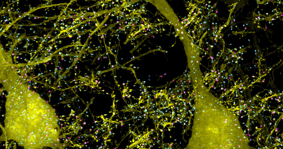 Cryogenic Neuromorphic Chip Mimics Brain Cells at Near Zero