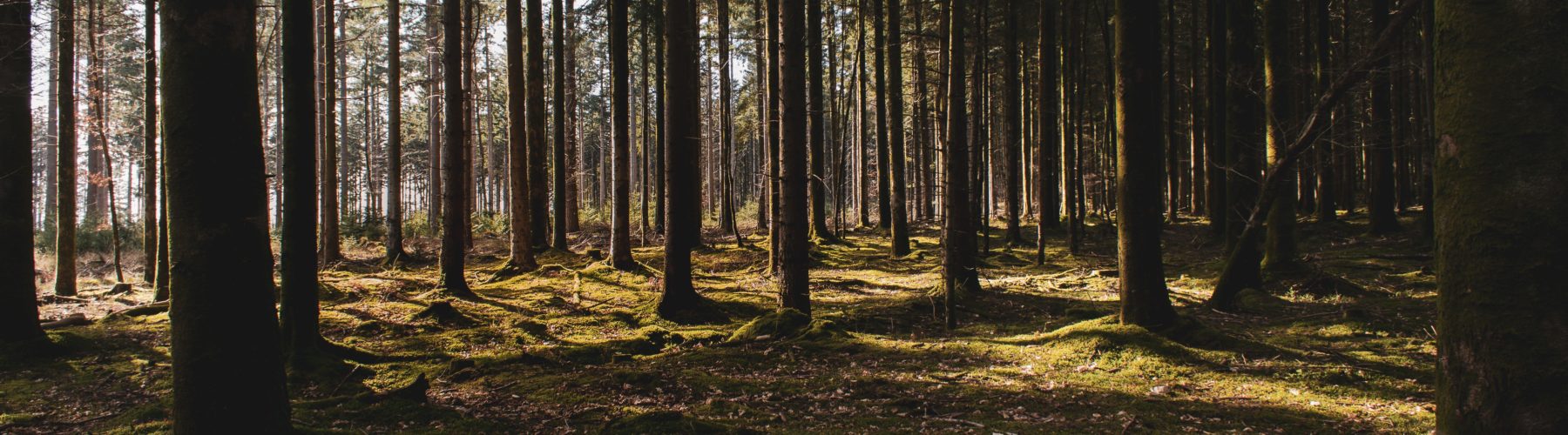 Scotland plants 22 million trees in response to the global climate emergency