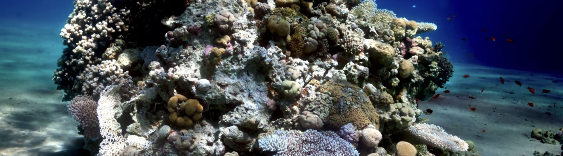 A Researcher has created an algorithm to remove the water from underwater photos