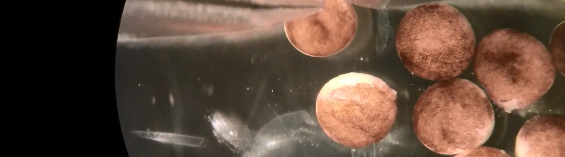 Is this the first ever living, programmable organism?