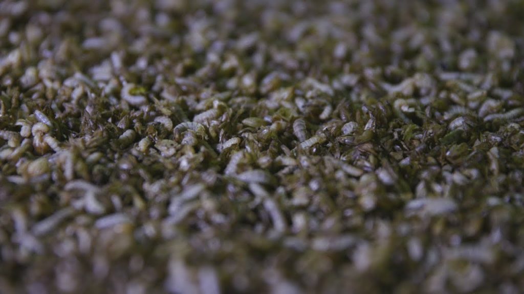 A new recipe for sustainable fish and animal feed – Maggots and rotting food waste!