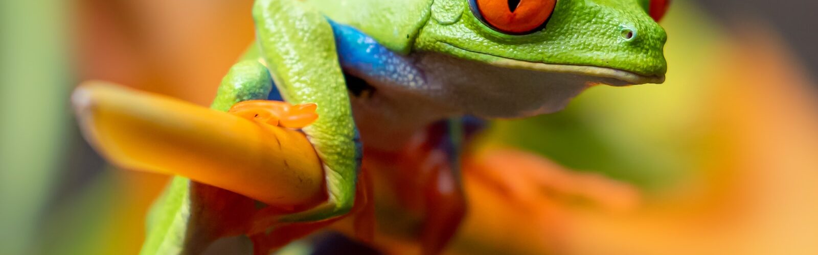 Regenerative Medicine – Scientists regrow frogs' amputated limbs