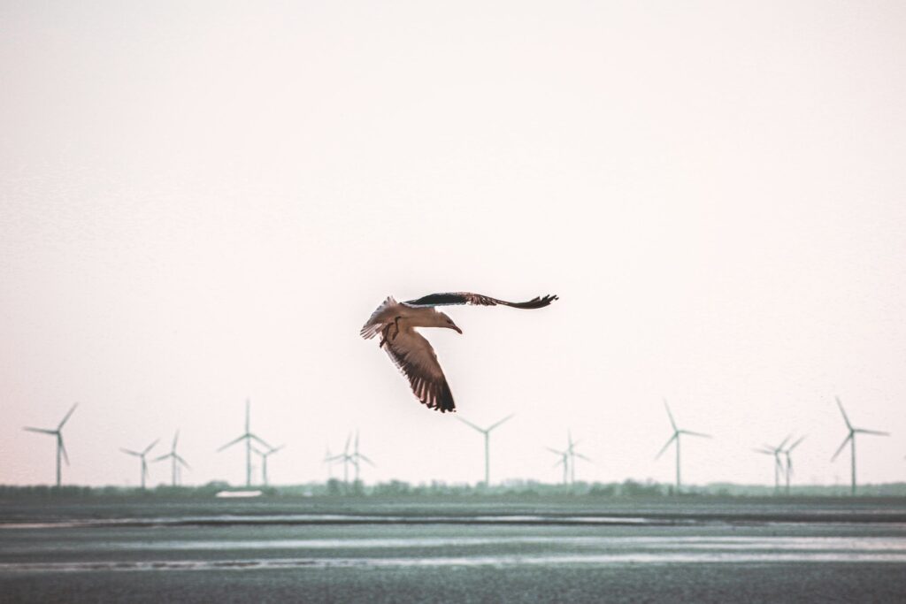 Wind turbines can breathe new life into our warming seas