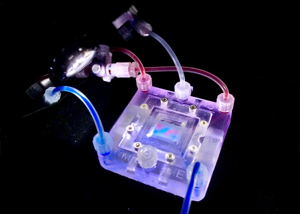 3D Bioprinting Collagen Scaffolds: Engineering Functional Vascularized Tissues Health