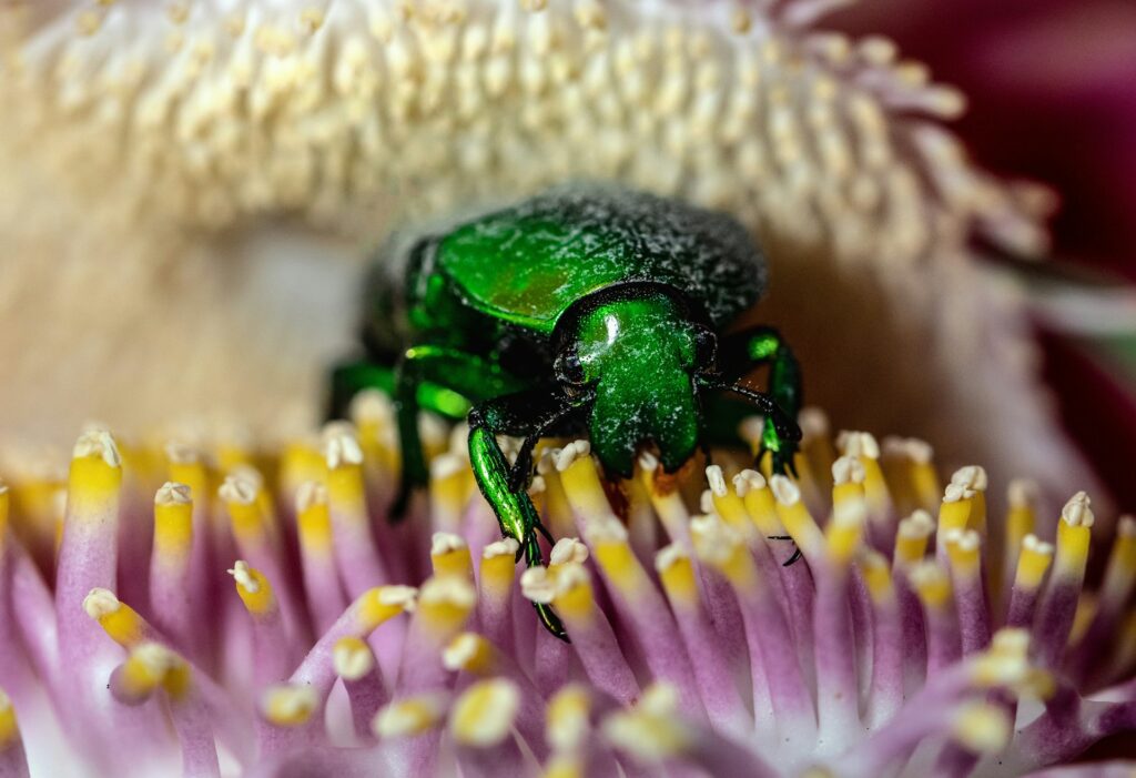 Cyborg Beetles: Biorobotics Breakthrough for Search and Rescue Operations Electronics & communications