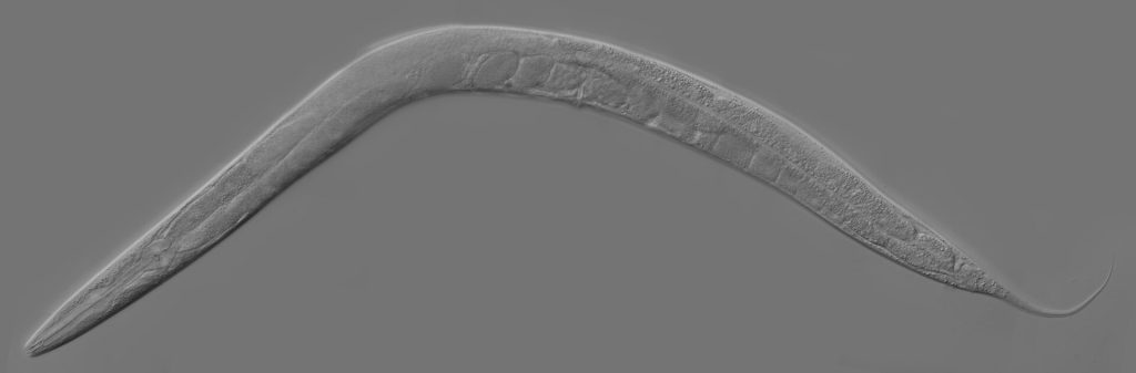 Space Worms Mission: UK Scientists Launch C. elegans to the ISS