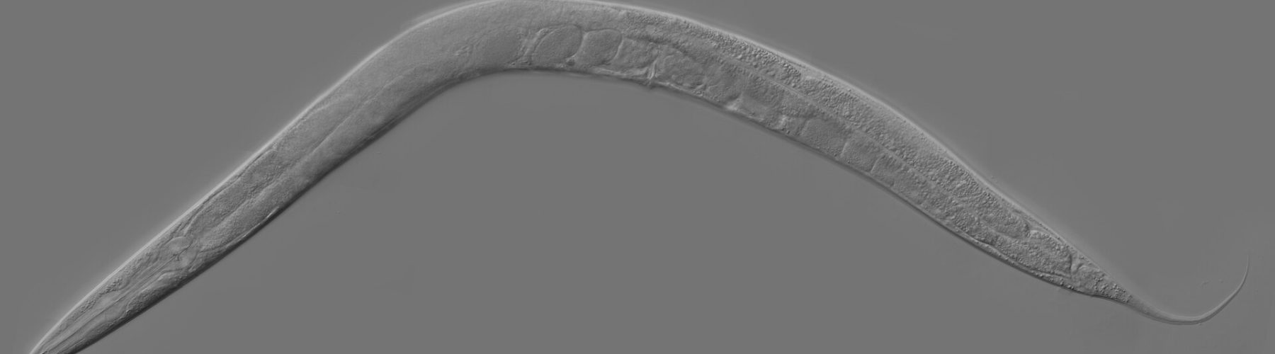 Space Worms Mission: UK Scientists Launch C. elegans to the ISS