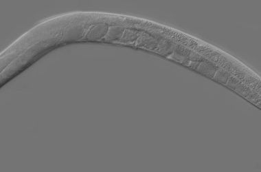 engineering careers Space Worms Mission: UK Scientists Launch C. elegans to the ISS
