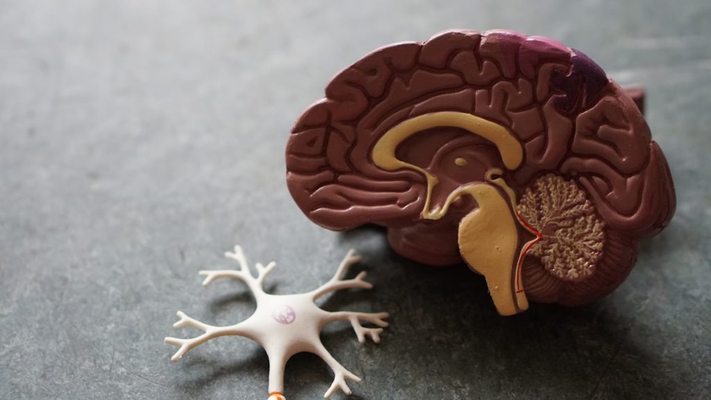 Printed Artificial Neurons Communicate With Brain Cells